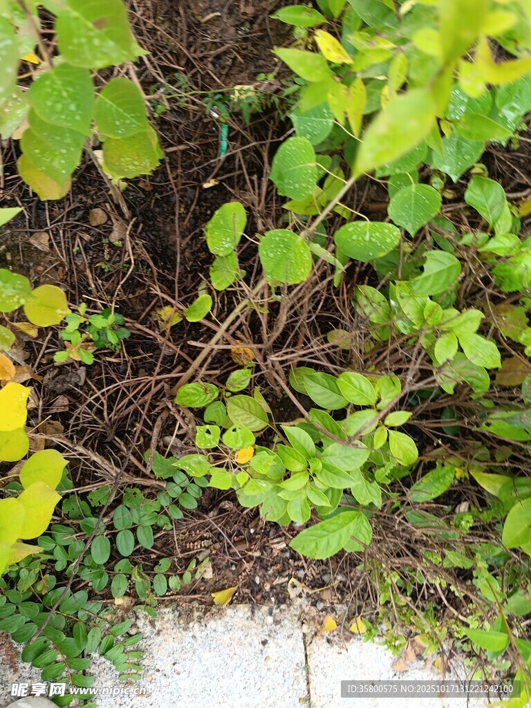 地面绿植与枯枝景象
