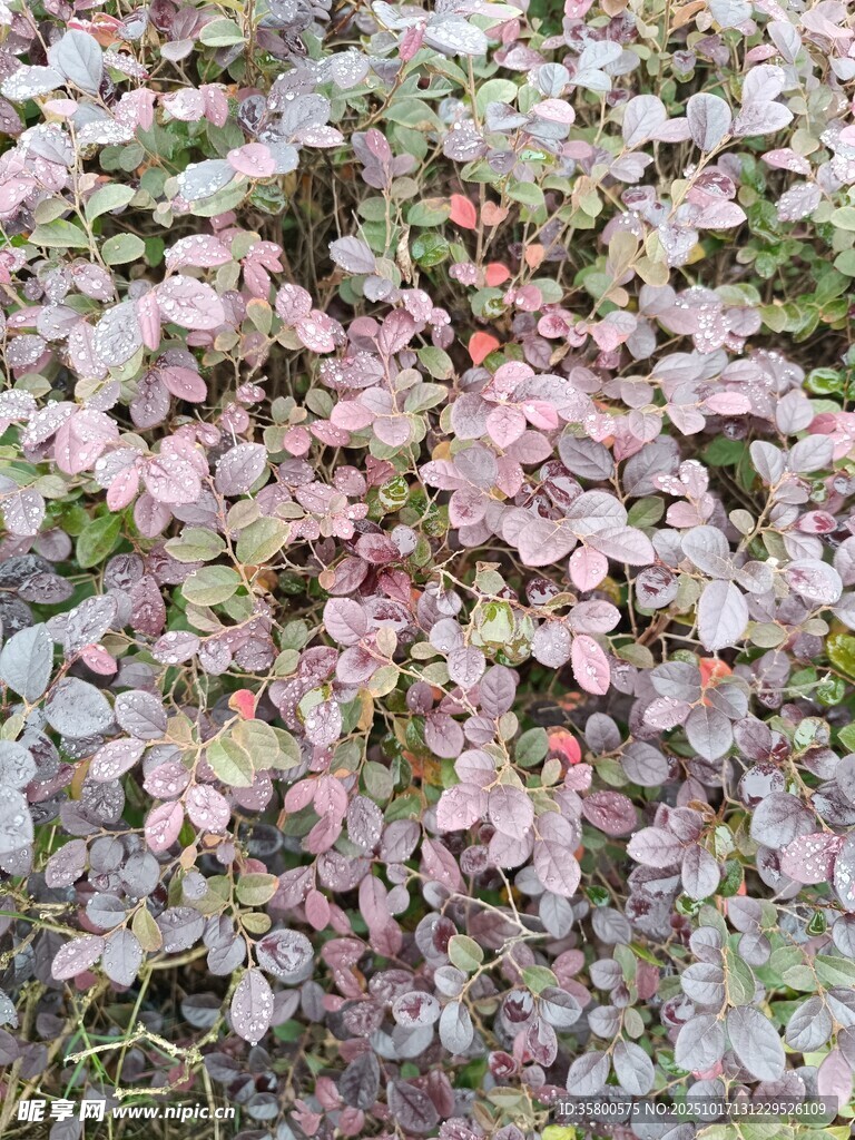 粉色叶片植物特写