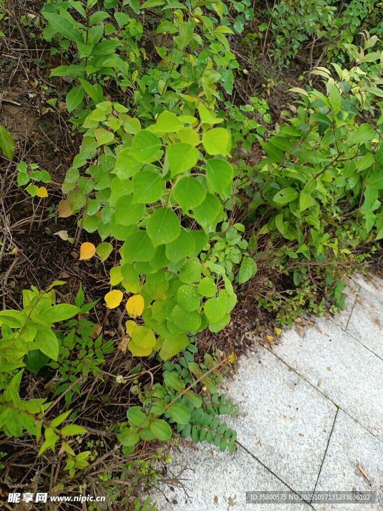 路边绿植与黄色小花