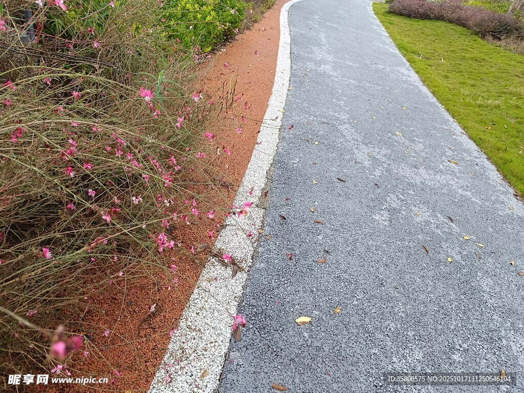 路边花草与沥青小路景观