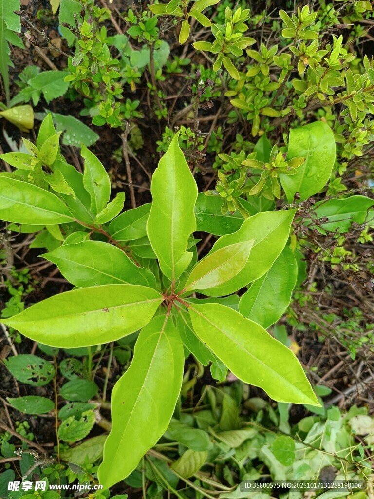 野外翠绿的星形叶片植物