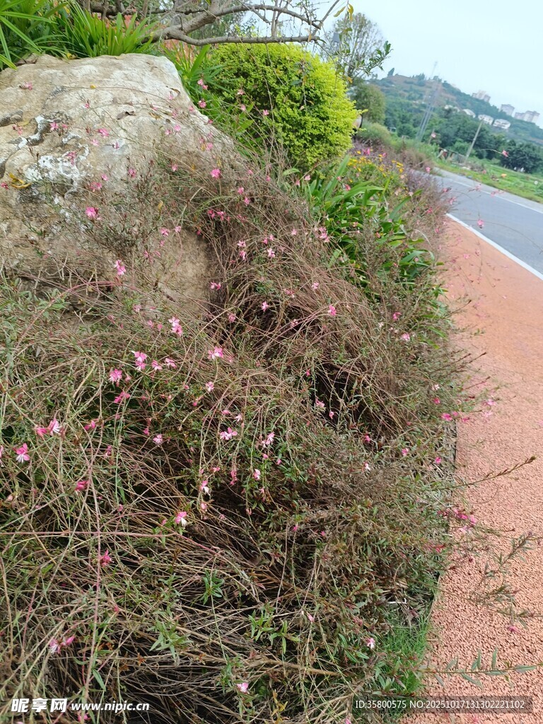 路边生长的繁茂植物