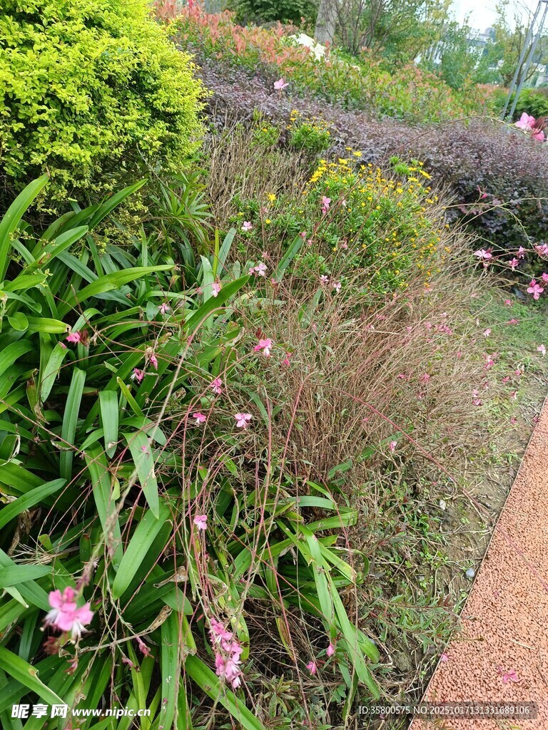 花园小径旁的多彩植物