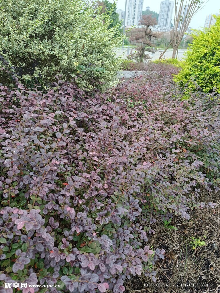 紫叶植物景观