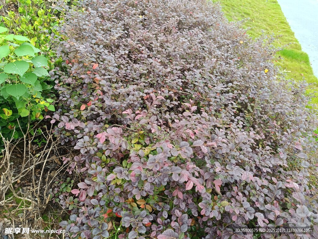 紫色繁茂植物景观