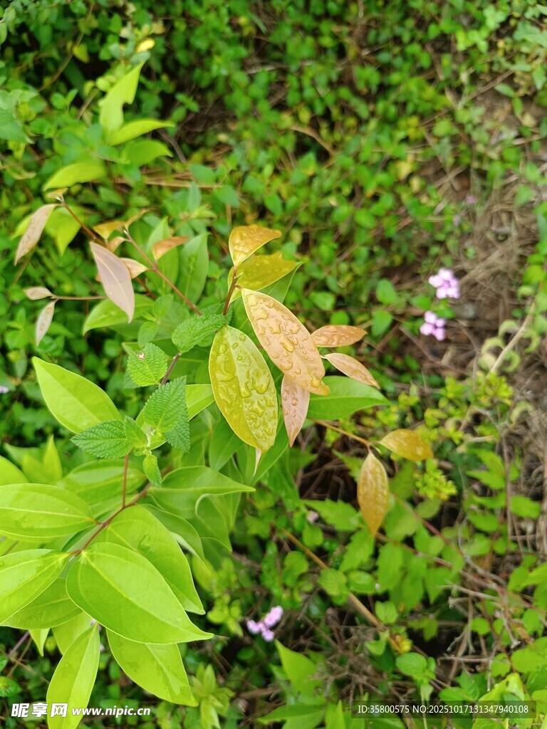 绿叶丛中的小花