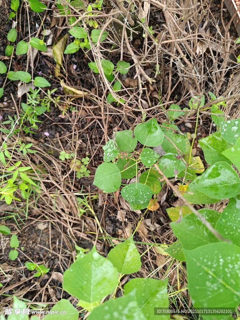 地面绿植与藤蔓景象