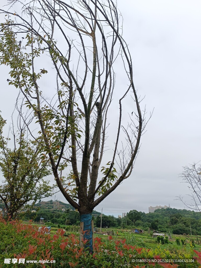 奇特造型树 