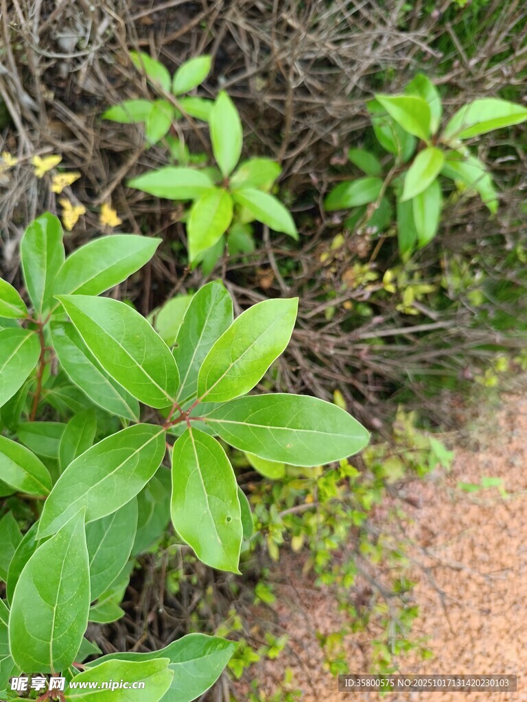 绿叶植物于地面生长景象