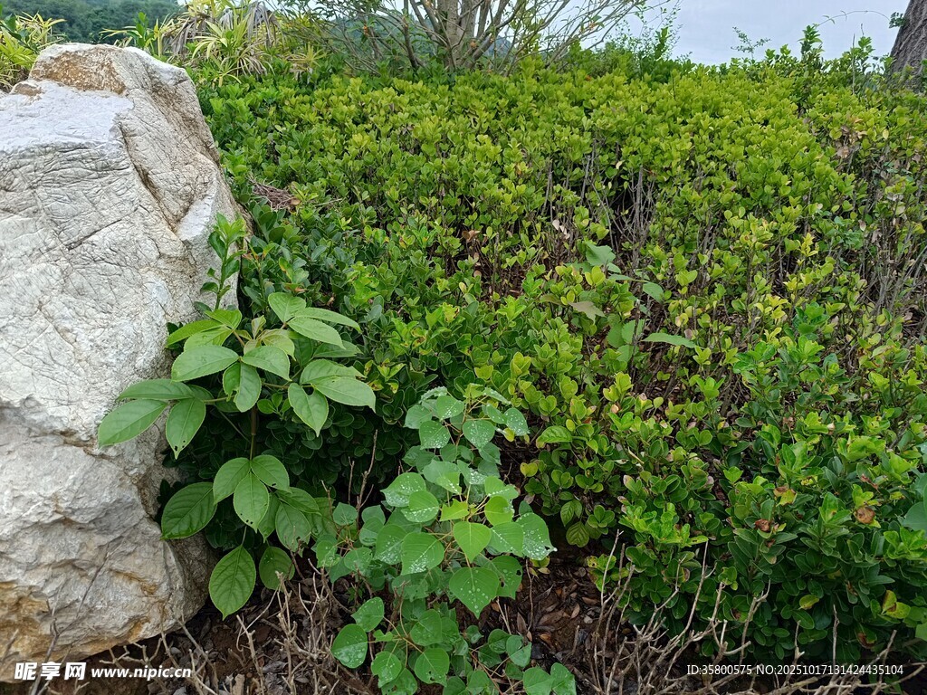 石旁绿植景观