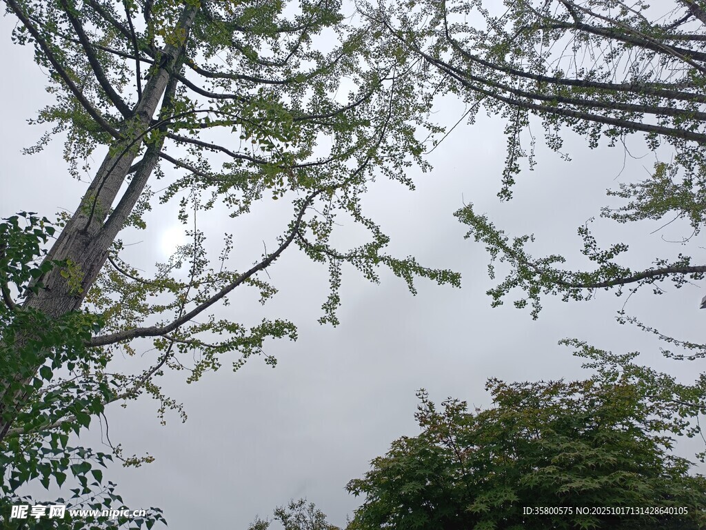 仰视繁茂树枝与天空