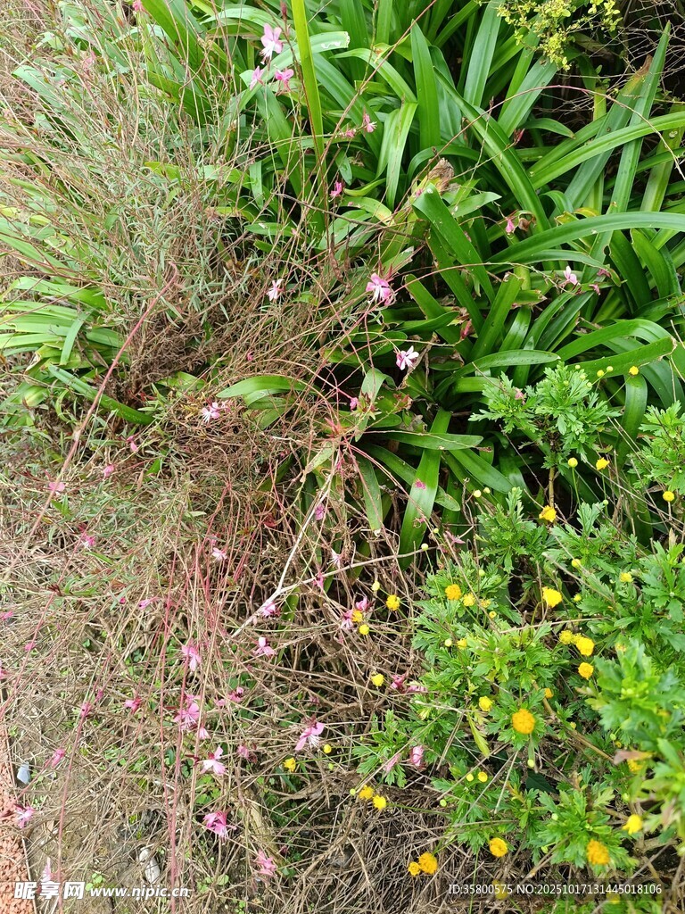 野外绿植与黄色小花景观