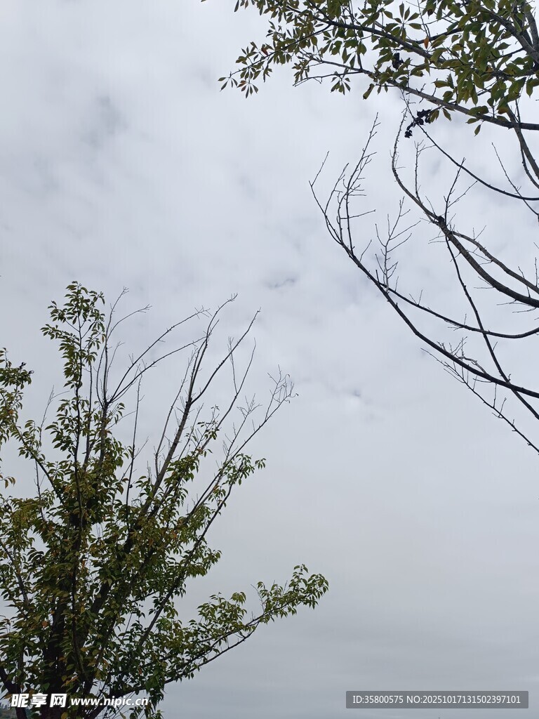 天空下的树木与飞鸟