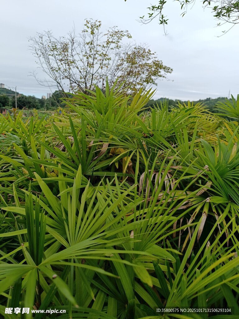 翠绿繁茂的野外植物景观