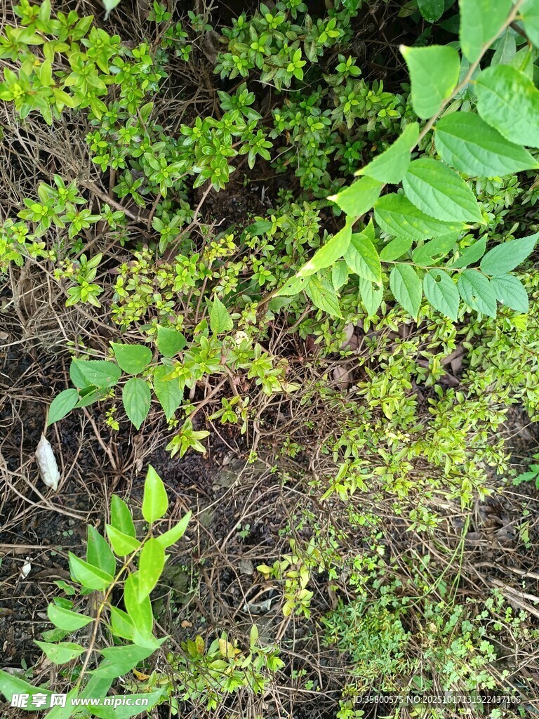 地面绿植景象