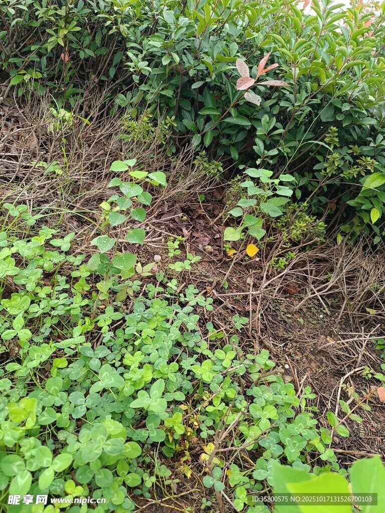 野外绿植丛生景象