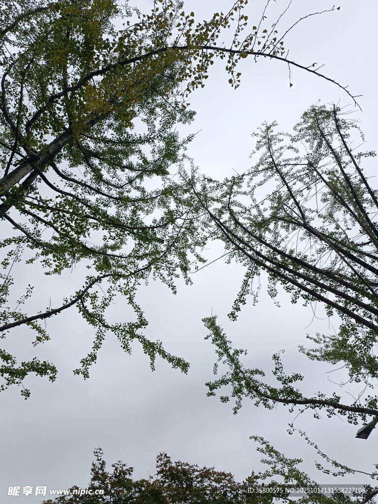 仰视视角下的繁茂树枝