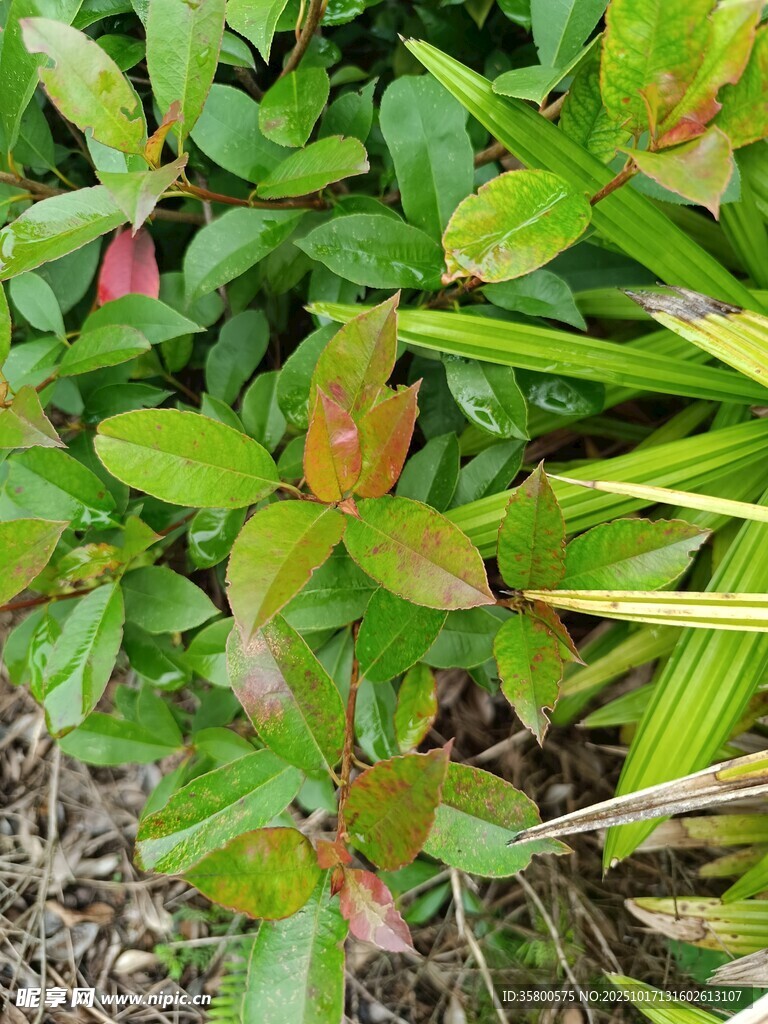 绿叶红蕾的植物景观