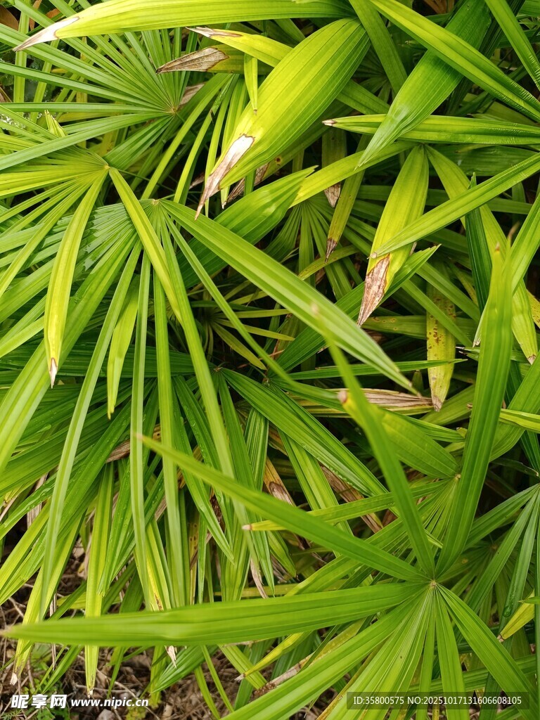 翠绿蒲葵叶片特写
