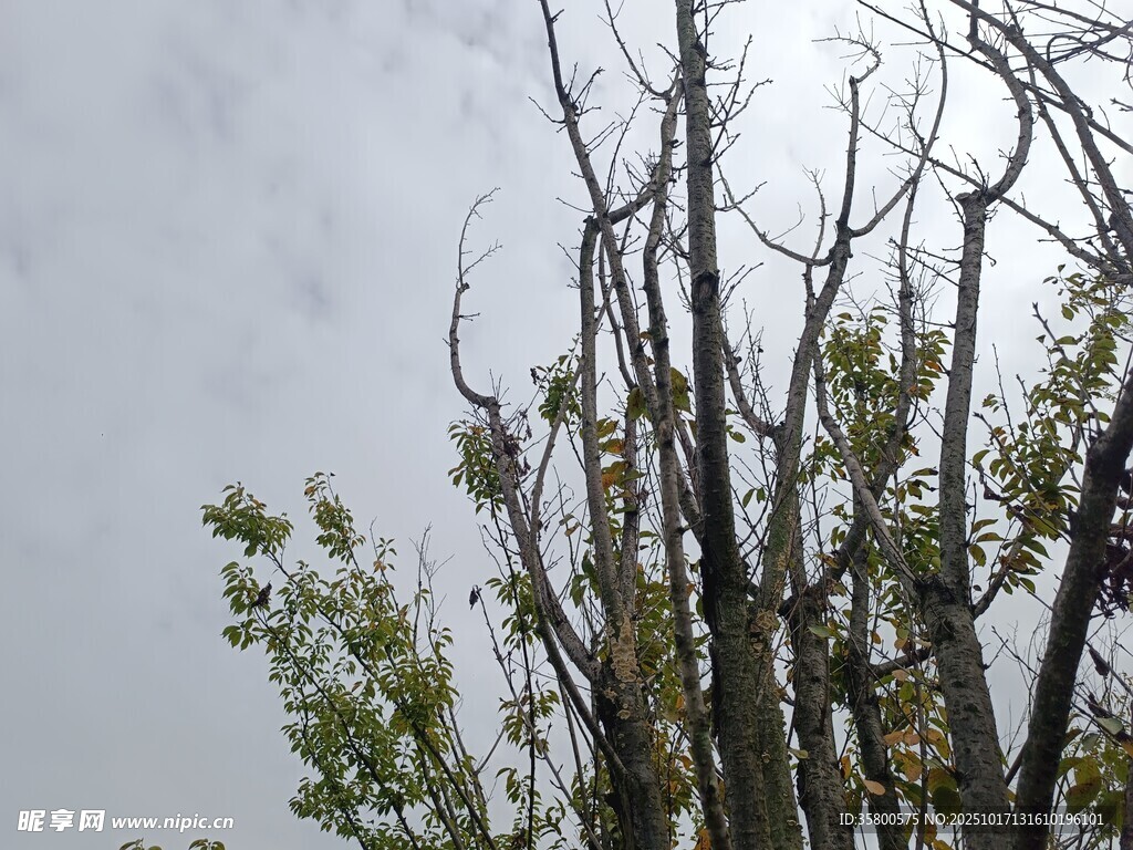 枯树与新绿的自然景象