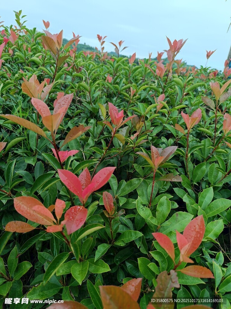红叶绿植景观