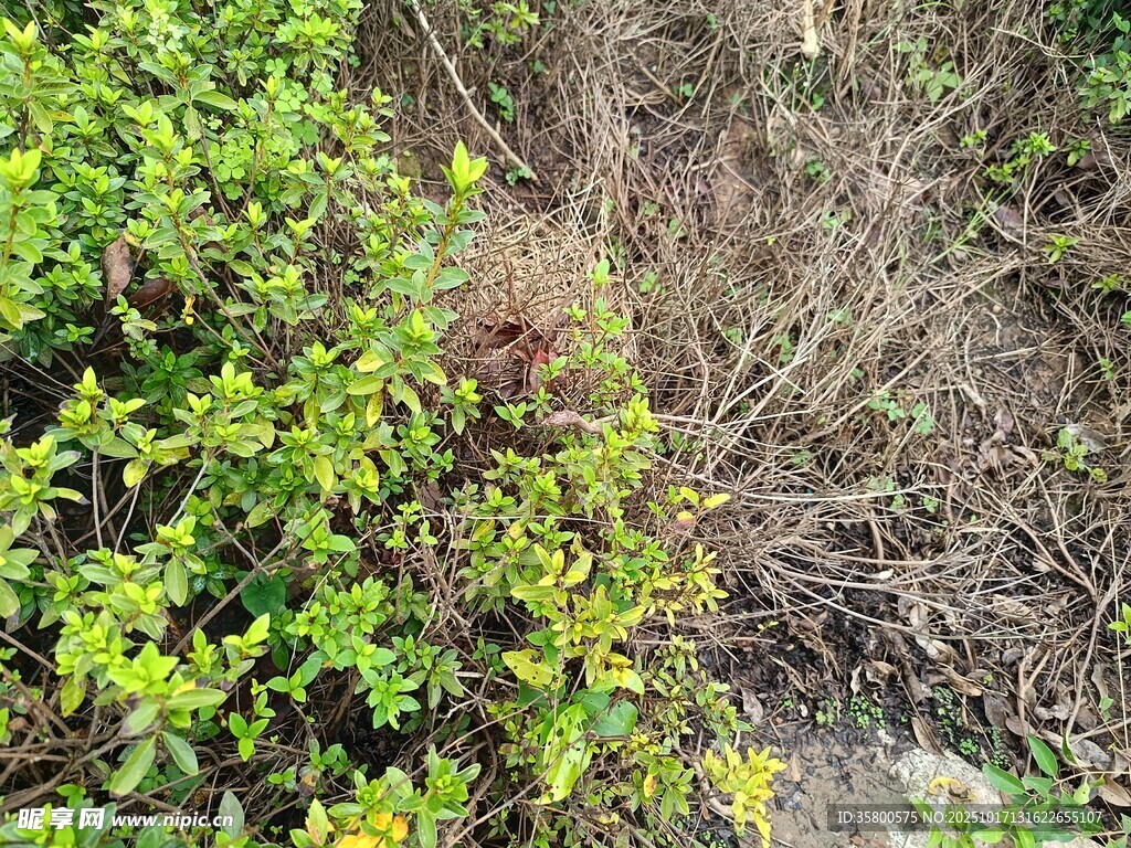 灌木丛中的景象