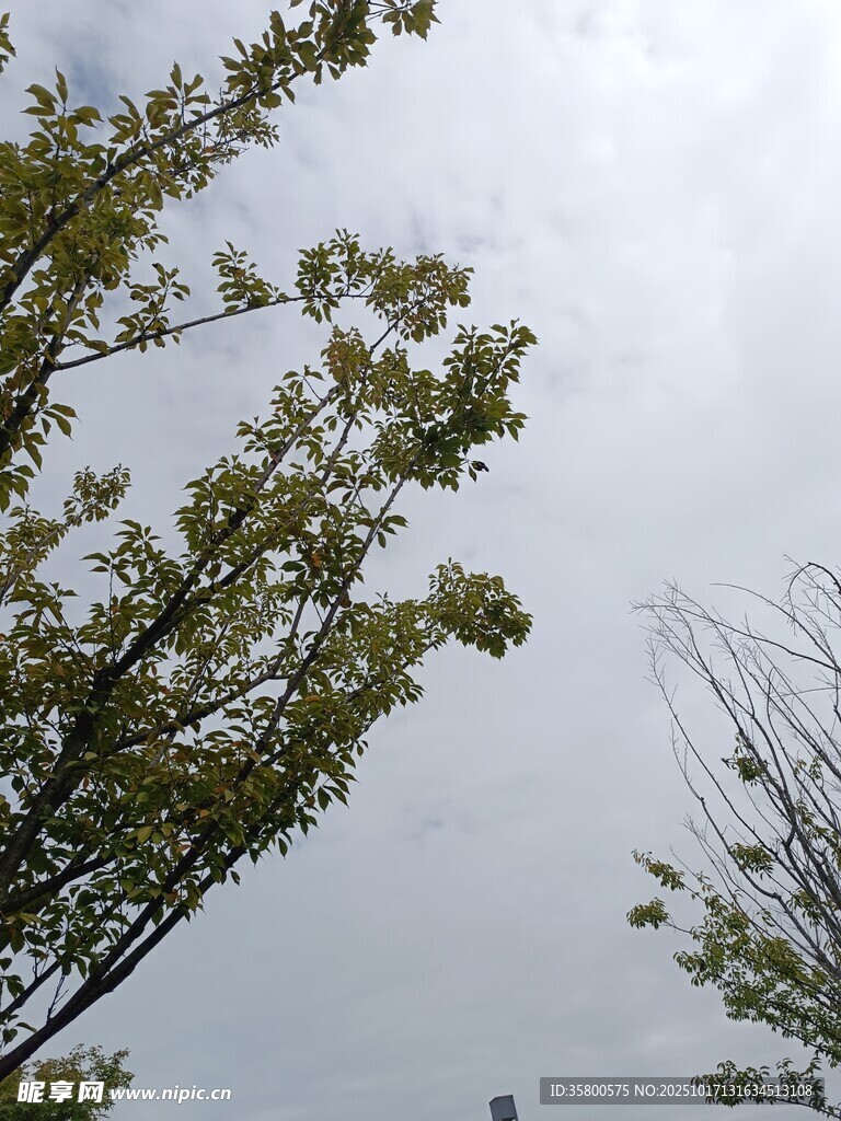枝头新绿 
