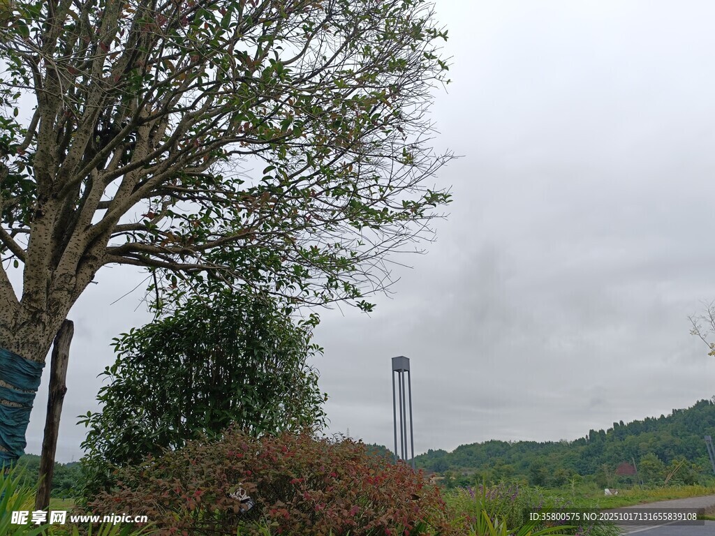 乡村路旁风景