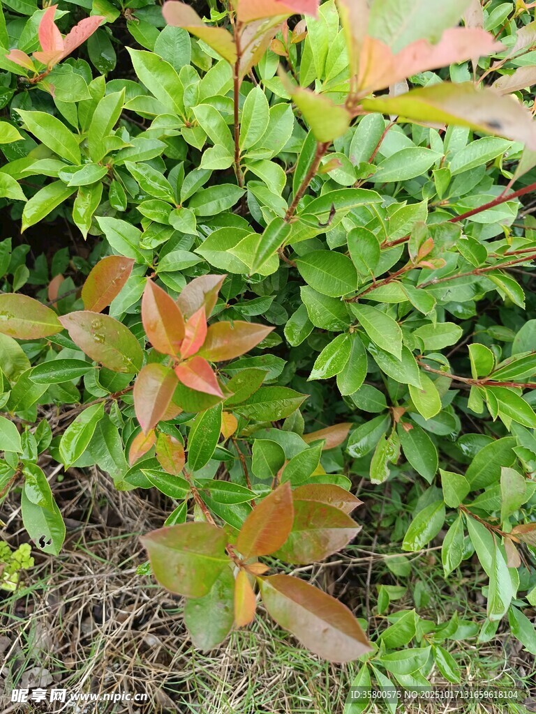 绿叶与红叶交织的植物景观