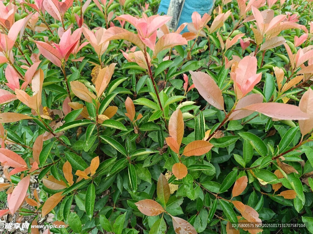 多彩叶片的绿植景观