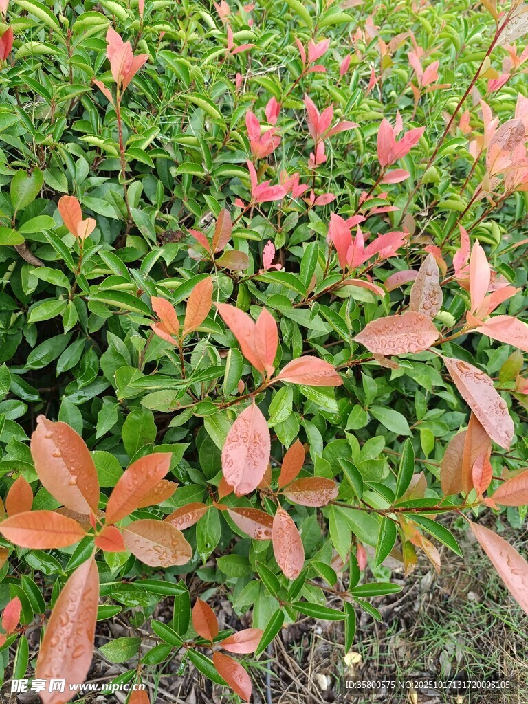 红叶绿植景观