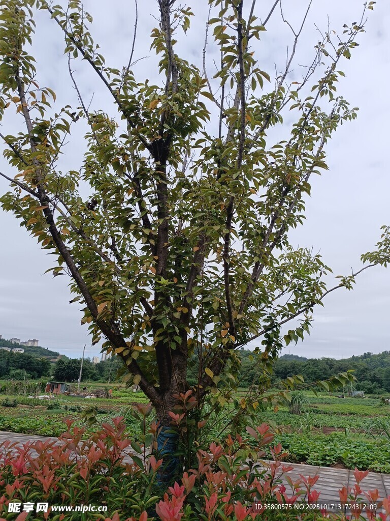 田野边的繁茂树木
