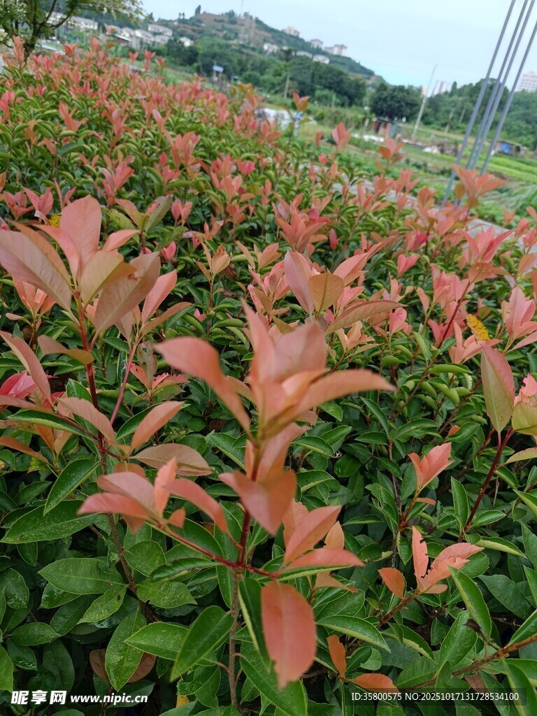 红叶植物景观