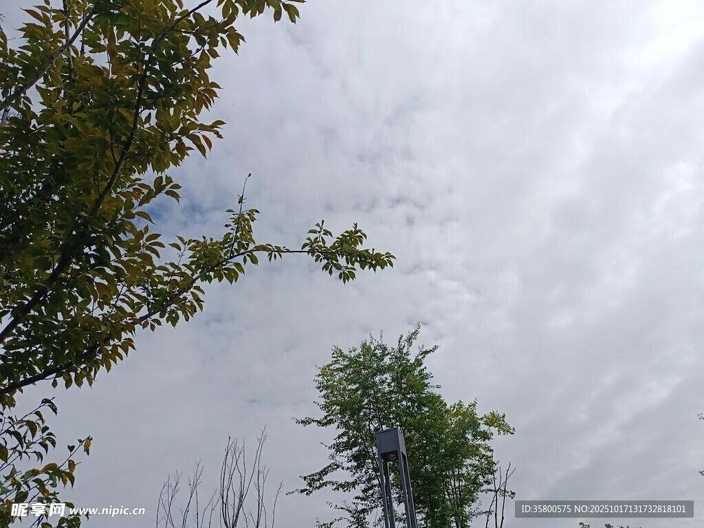 树梢之上的多云天空