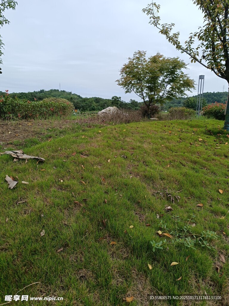 郊外绿意盎然的开阔草地
