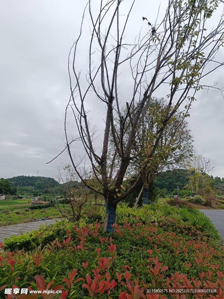 秋日孤树旁的多彩景致