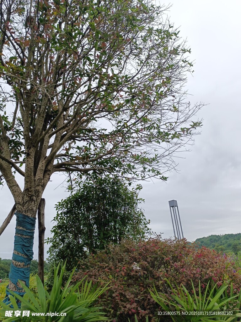 户外树木绿植景观画面