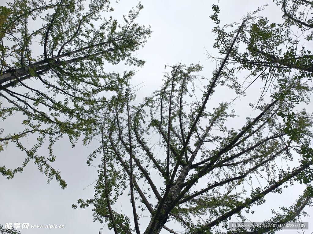 仰视树枝与天空