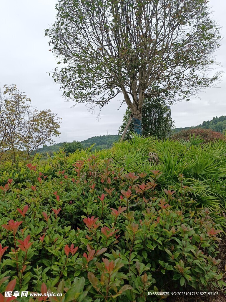 田野中繁茂绿植与孤树