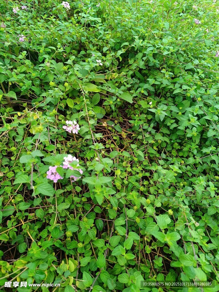 草丛中的粉色小花