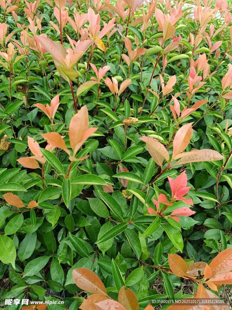色彩斑斓的灌木植物