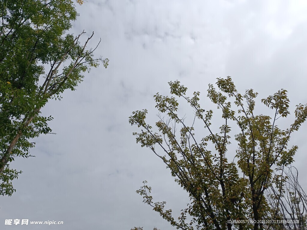 仰视树冠与天空景象