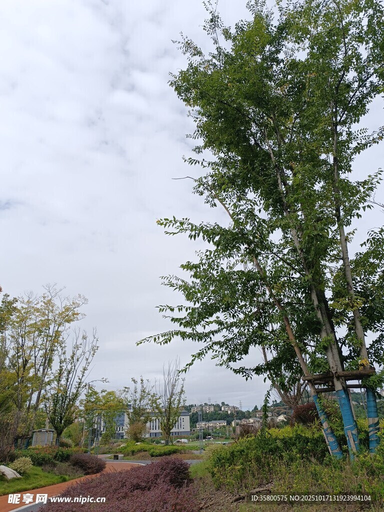 户外绿树成荫的自然景致