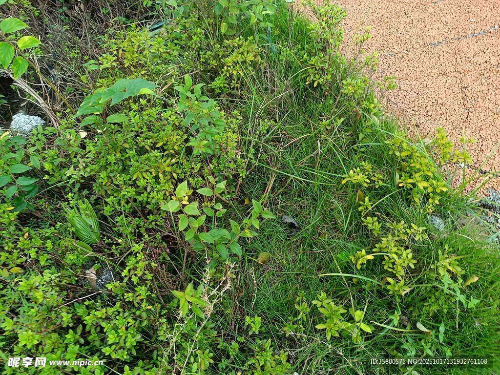 绿意盎然的户外植物景观