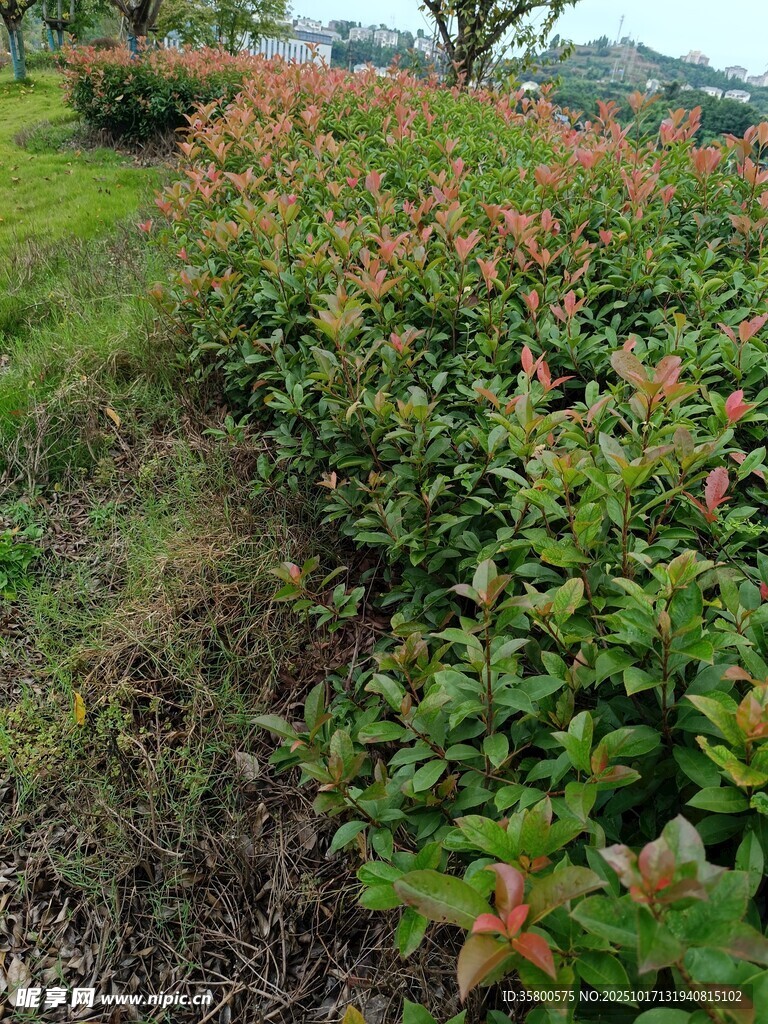 绿叶红边的繁茂植物景观