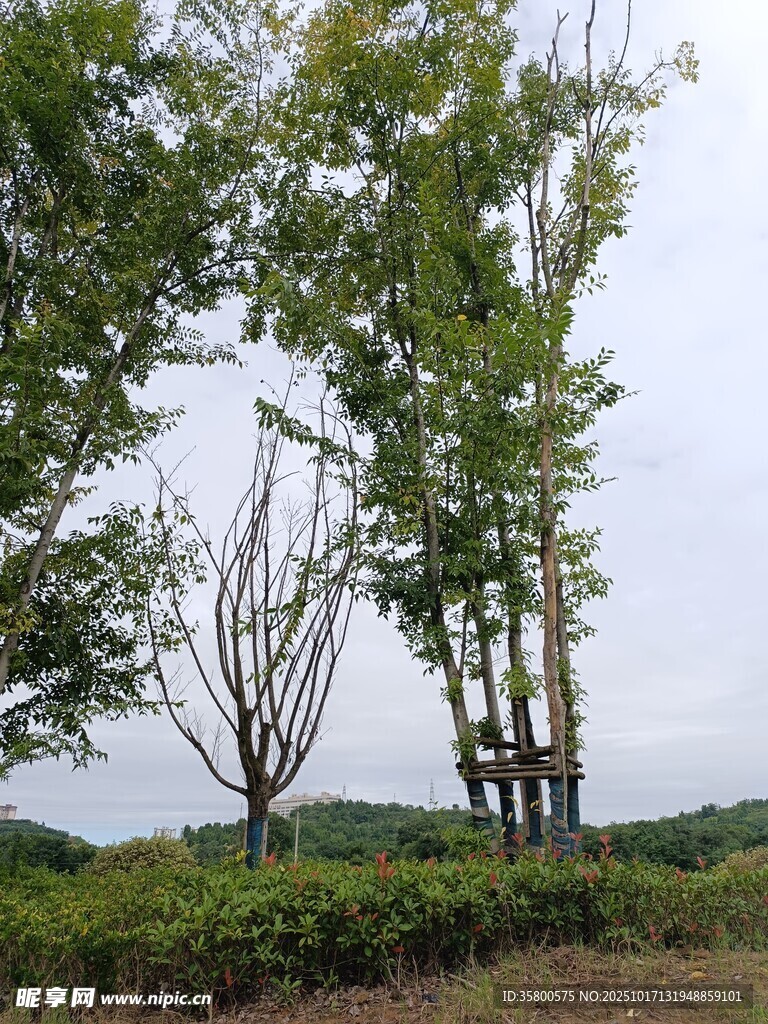野外树木与绿植景观