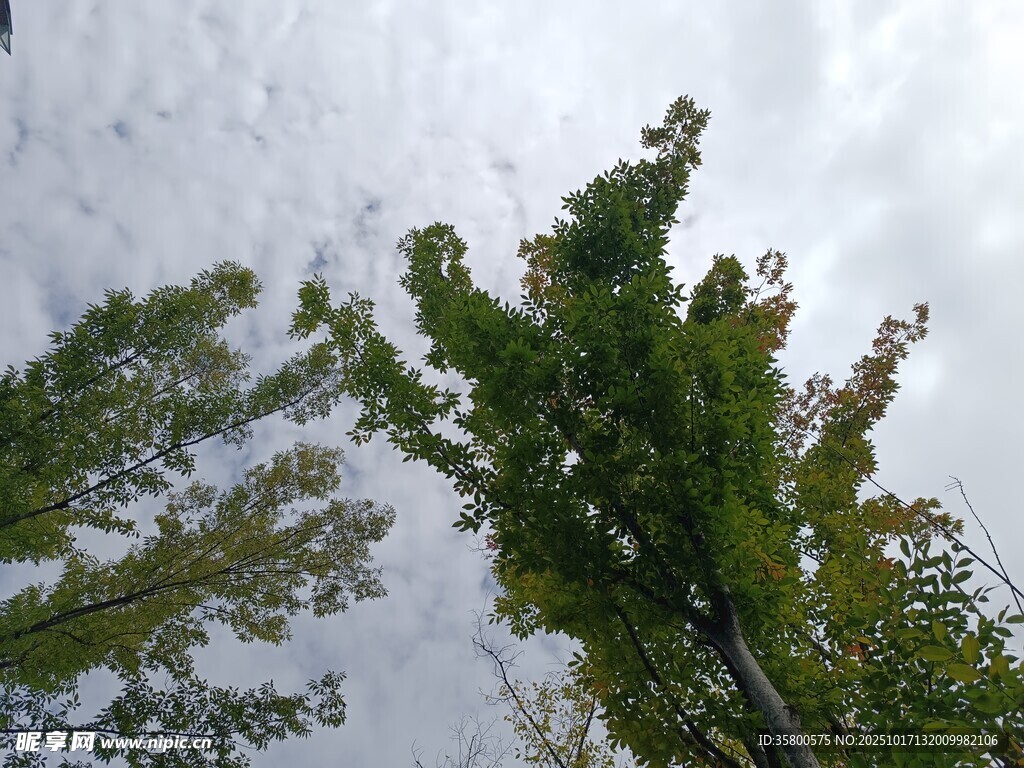 仰视葱郁树木与天空