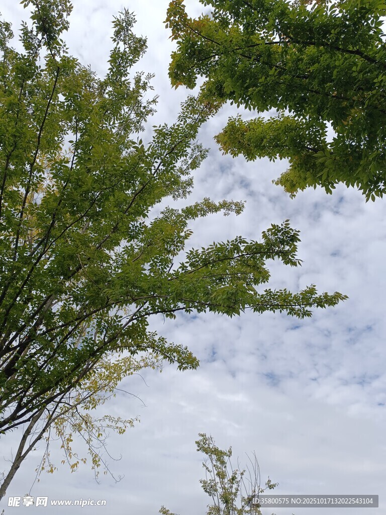 枝叶摇曳于蓝天白云之下