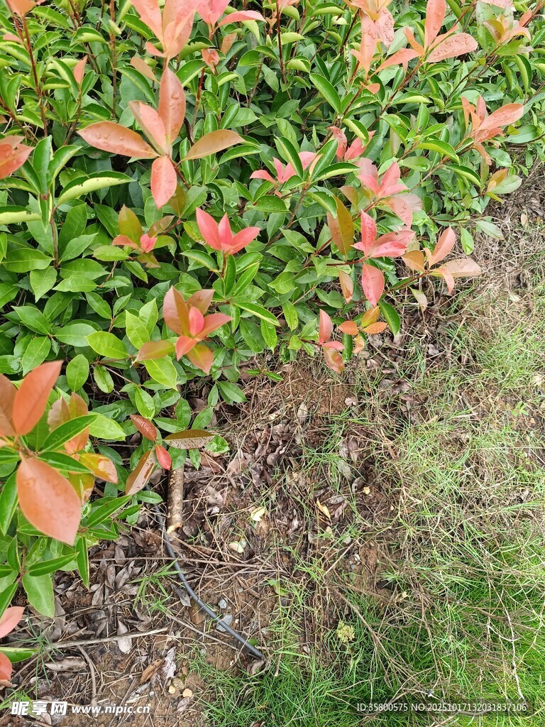 红绿相间的植物景观