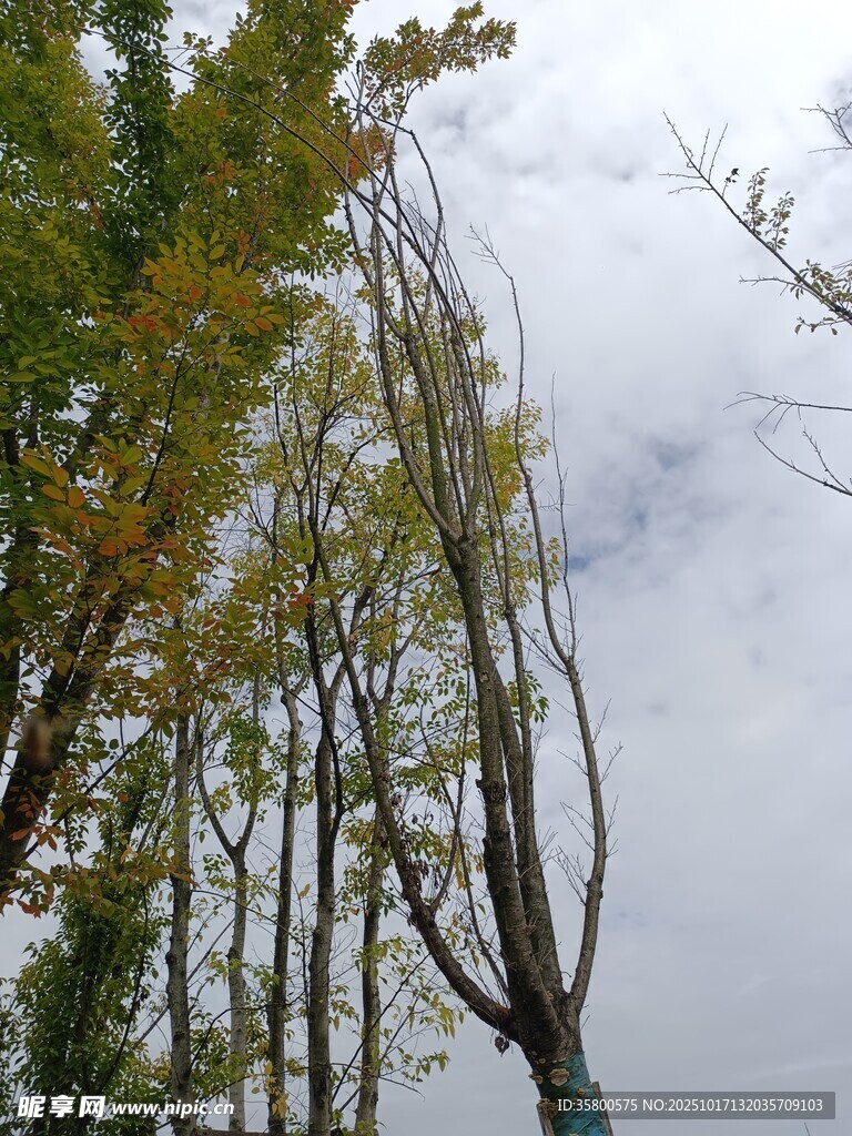 秋日树梢 